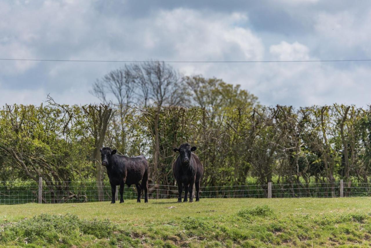 Romney Marsh Huts By Bloom Stays Ashford  Ngoại thất bức ảnh